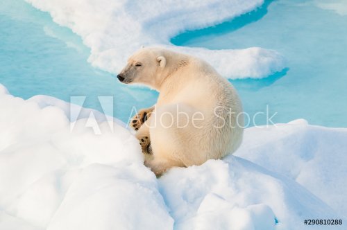 Large polar bear sitting on the ice pack in the Arctic Circle, Barentsoya, Svalbard, Norway