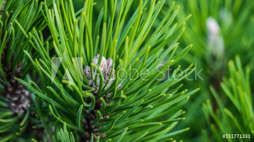 Pine close-up - 901155096