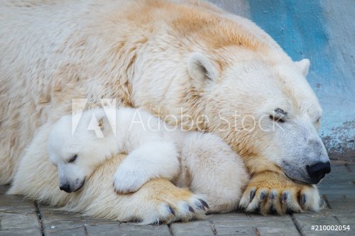 Polar bear with cub - 901155069