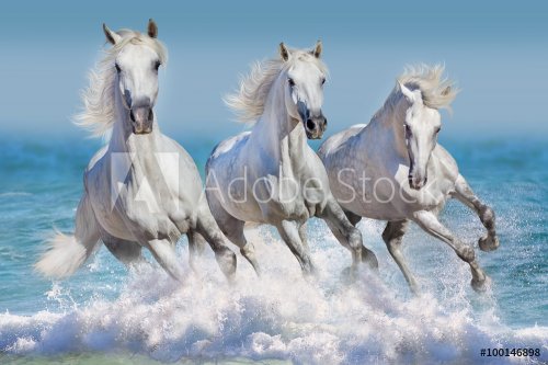 Three white horse run gallop in waves in the ocean - 901155121