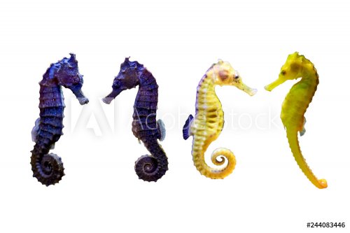 Various type of Sea Horse on white isolated background