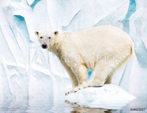White polar bear against snow mountain - 901155068