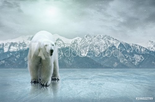 White polar bear on the ice - 901155064