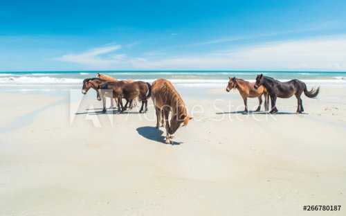 Wild Beach Horses