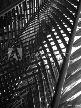 Background of coconut leaf leaves from black and white. - 901155241