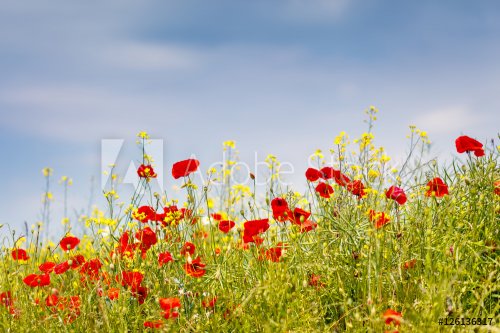 Beautiful countryside landscape - Field of poppies - 901155255