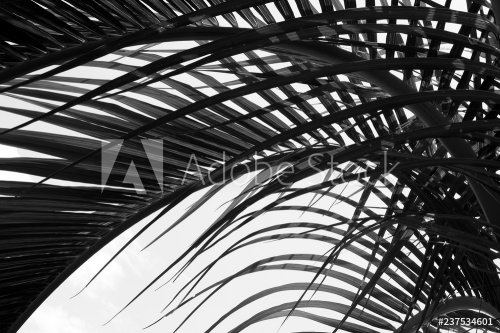 beautiful palms leaf on white background - 901155242