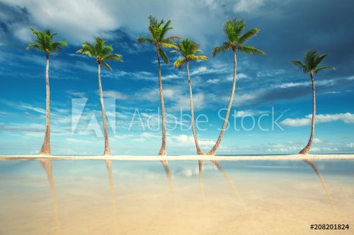 Coconut Palm trees on white sandy beach in Punta Cana, Dominican Republic - 901155238