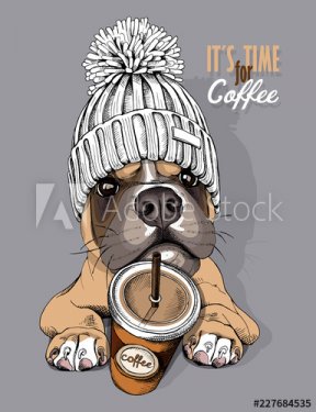 Dog Boxer in a knitted cap with pompom and coffee to go