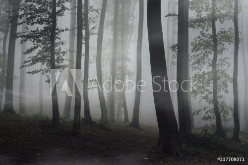 fog in forest on rainy day - 901155331