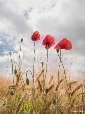 poppies on the border of a field with cloudy sky - poppy flower - 901155246