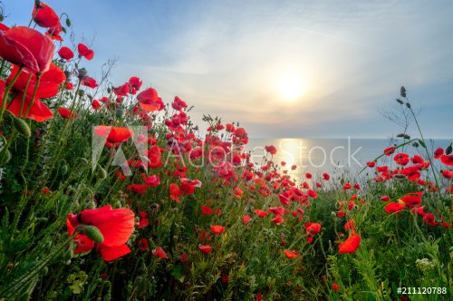 Poppies on the sea shore at sunrise - 901155259