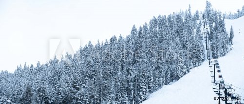 Snow covered evergreens - ski resort mountain side - 901155318
