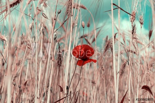 Wheat field with poppy