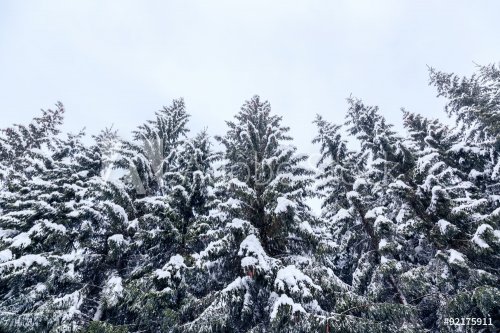 Winter landscape near Vogel ski center - 901155312