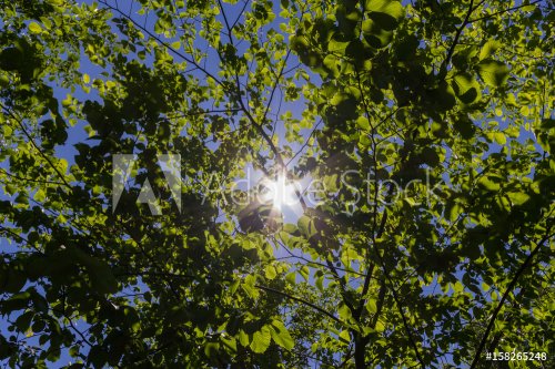 green leaves on the tree, sun and blue sky