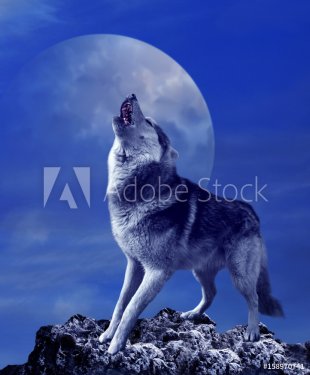 A howling wolf against the background of the night sky with the moon - 901155395