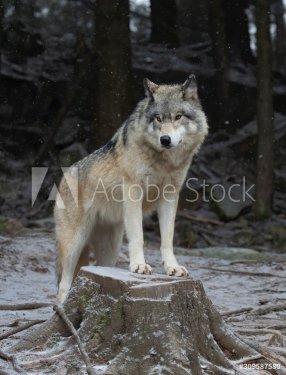 Un loup des bois seul dans la neige au Canada sur un tronc d'arbre