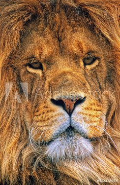Close up portrait of a lion’s face