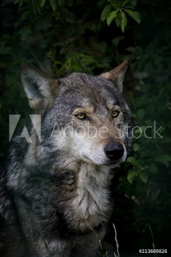 Loup Eurasien Canis lupus lupus.