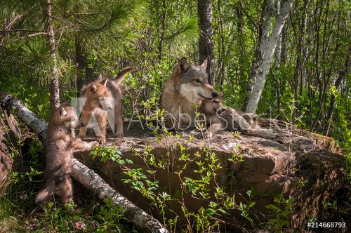 Famille de loups grs sur un rocher - 901155389