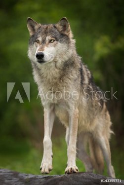 Grey Wolf (Canis lupus) Steps Up on Rock - 901155387