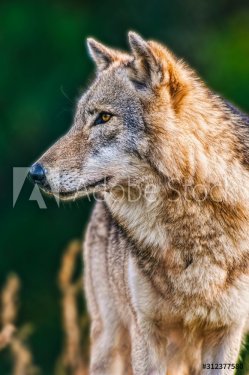 Portrait of a handsome wolf