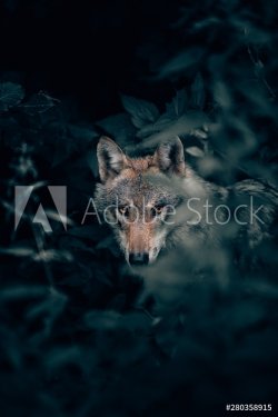 Vertical closeup selective focus shot of a wild beautiful grey wolf in a fore... - 901155383