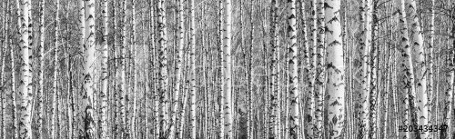 Forêt de bouleaux par une journée de printemps ensoleillée en noir et blanc - 901155599