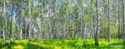 Birch grove on a sunny spring summer day, landscape banner, huge panorama - 901155494