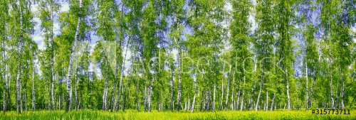 Panoramique d'une forêt de bouleaux en été - 901155495