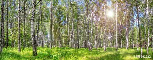 Panoramique d'une forêt de bouleaux en été par une journée de soleil - 901155496