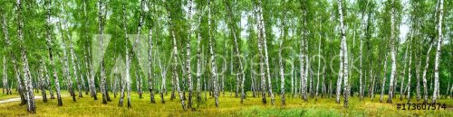 Birch grove on a sunny summer day, landscape banner, huge panorama - 901155497