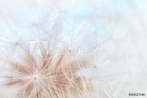 Blowball texture close up. Dandelion seeds abstract macro on blue sky backgro... - 901155609