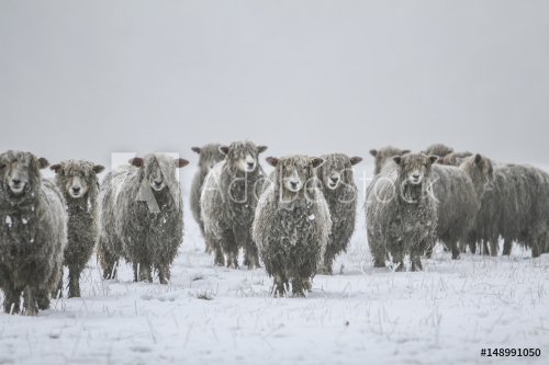 Moutons en hiver - 901155427