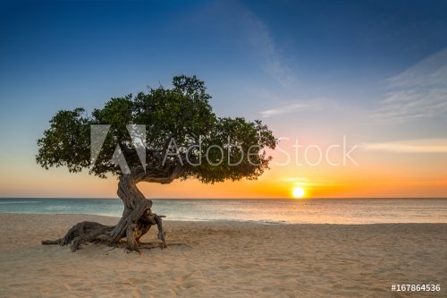 Divi Divi tree on Eagle Beach. The famous Divi Divi tree is Aruba's natural c... - 901155490