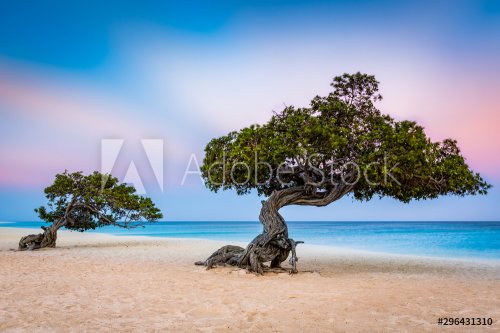 Divi-Divi trees on Eagle Beach. Typical strong trade winds constantly battering the island shake the canopy