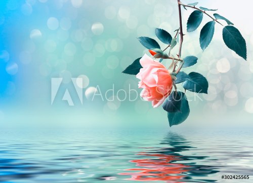Floral background with rose branch reflected in water