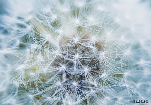 fluffy and airy inflorescence of a dandelion closeup - 901155612