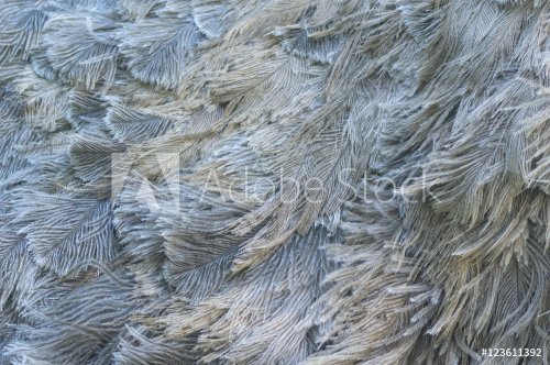 Ostrich feathers closeup. Natural background. - 901155446