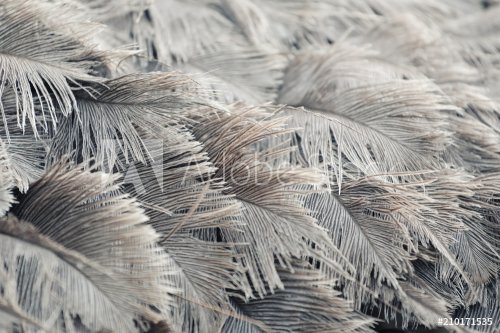 Ostrich feathers of gray color