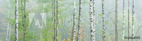 Panoramic Background Wallpaper of Foggy Birch Forest in Autumn