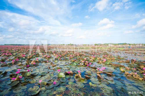 pink lotus in lotus swamp at Talay-Noi Pattalung province ,Tha