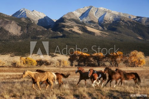Running Horses with Mountain Backdrop - 901155438