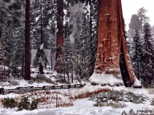 Sequoia national park during winter time - 901155444