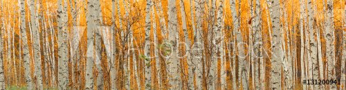 ultra wide autumn birch forest pattern.