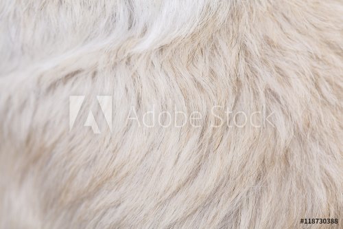 White and brown furry hair background abstract texture - 901155460