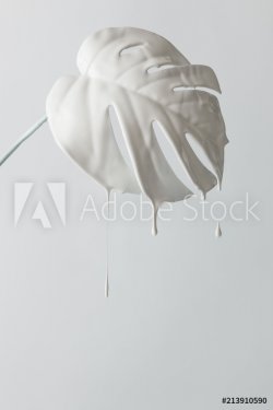 White painted monstera tropical leaf with dripping paint - 901155424