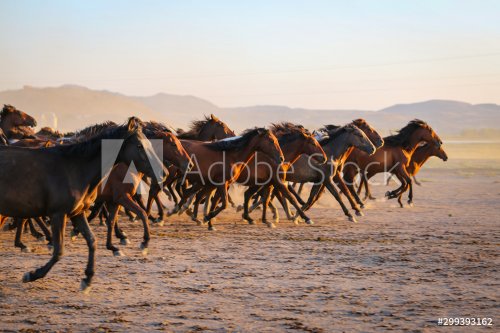 Yilki horses running in field at sunset, Kayseri, Turkey