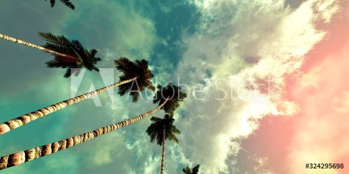 Beautiful sky with palm trees, sky with clouds in the sunset light - 901155698
